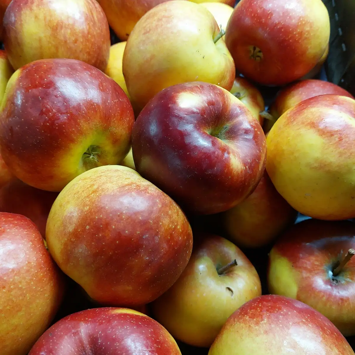 Pomme Jonagold