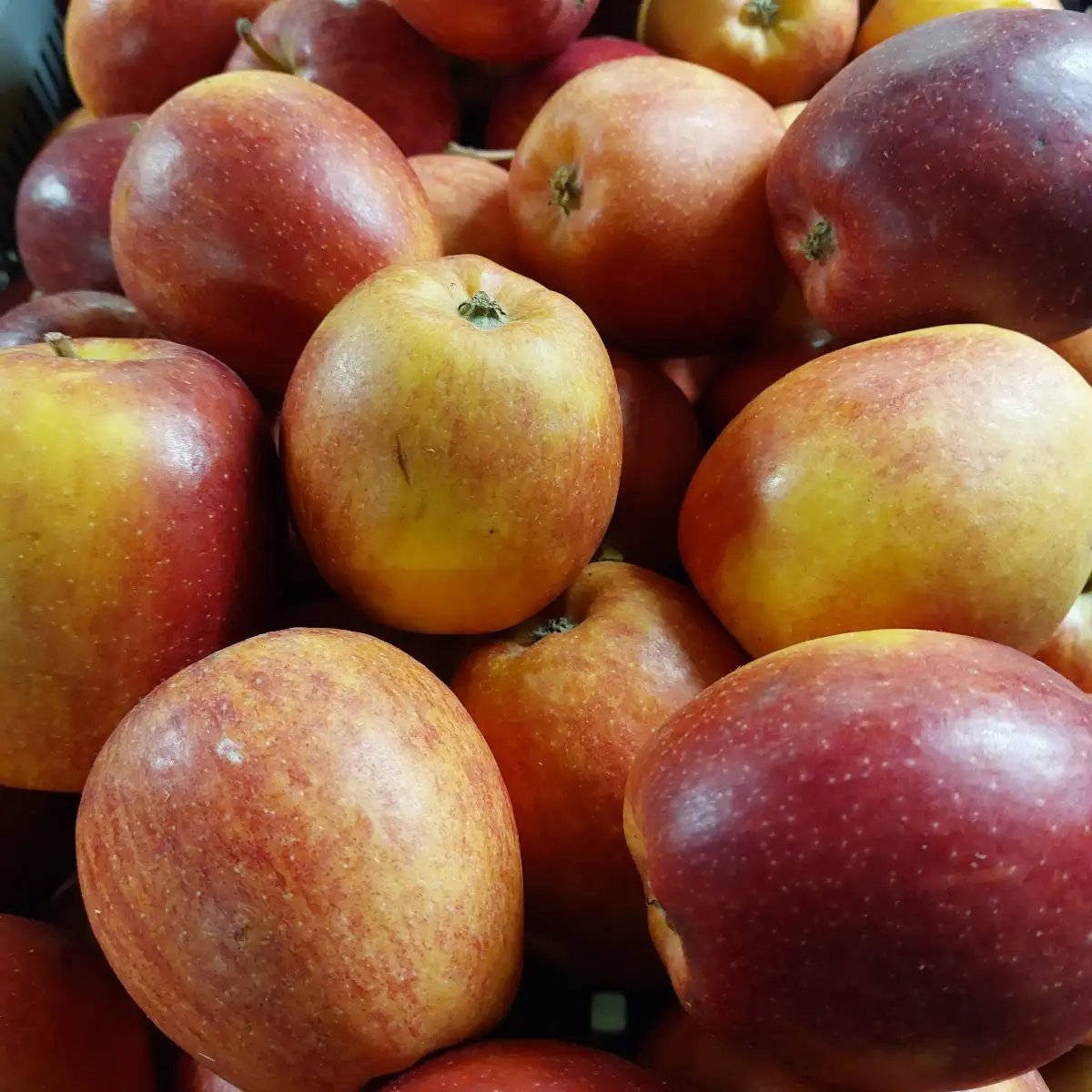 Pomme Gala