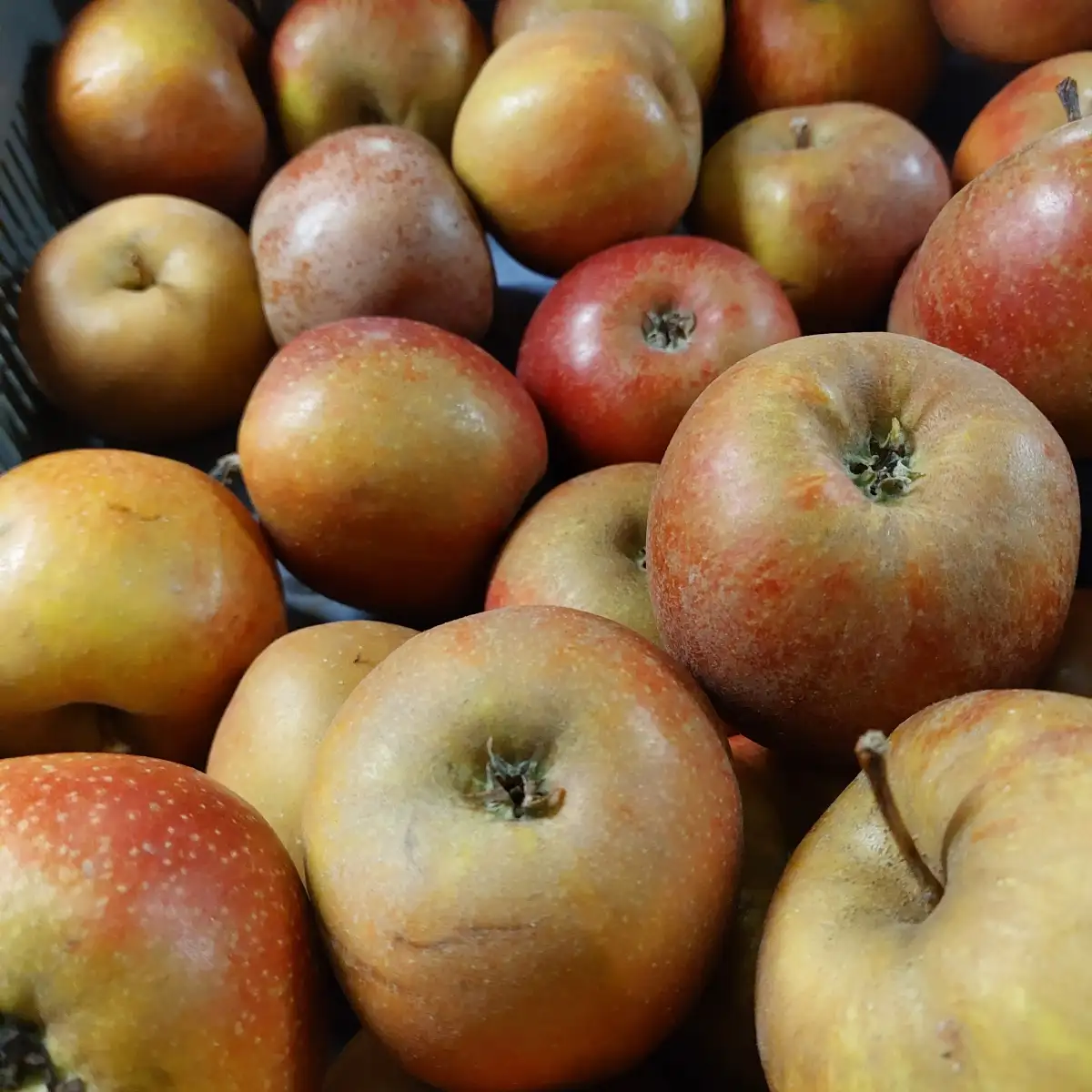 Pomme Boscop