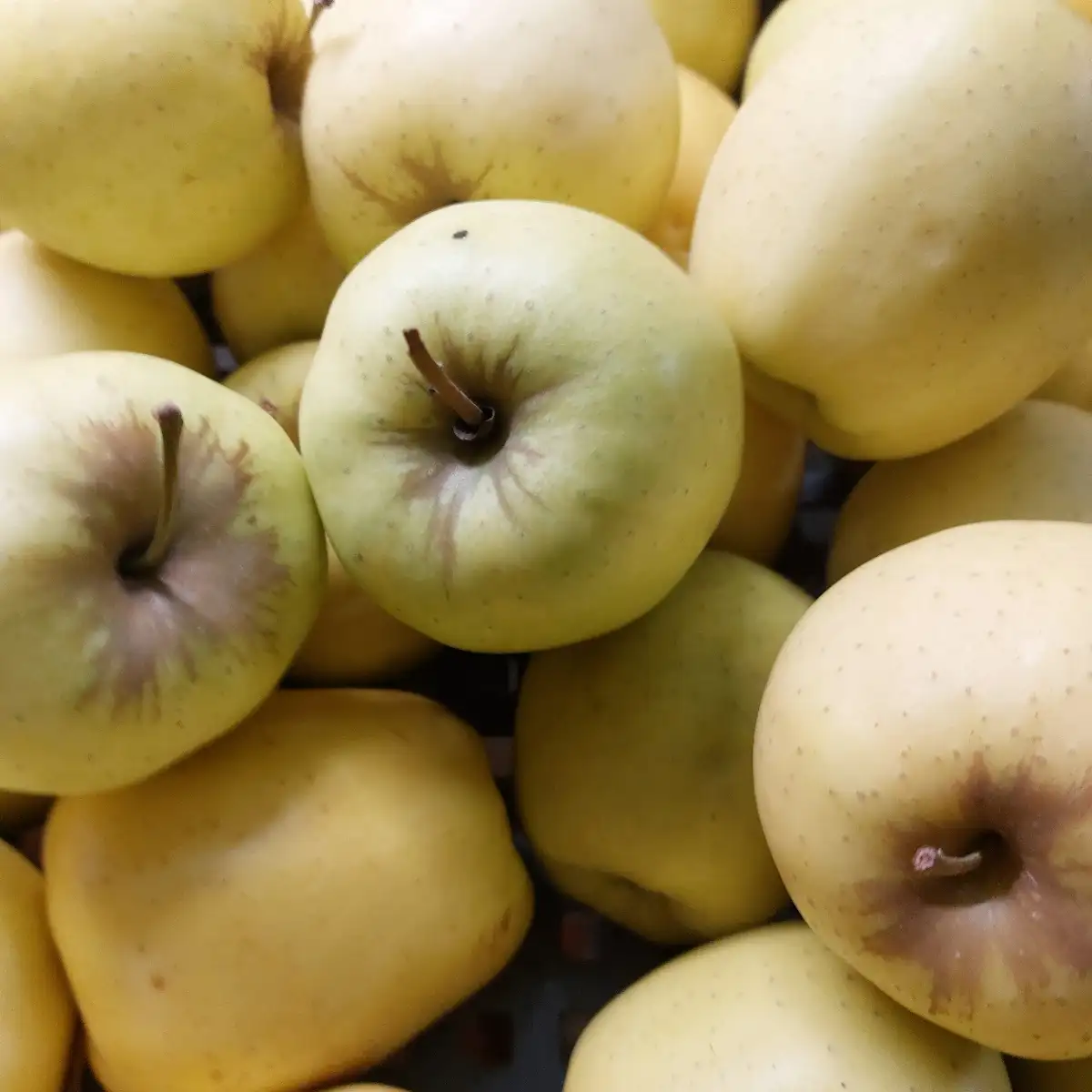 Pomme Golden