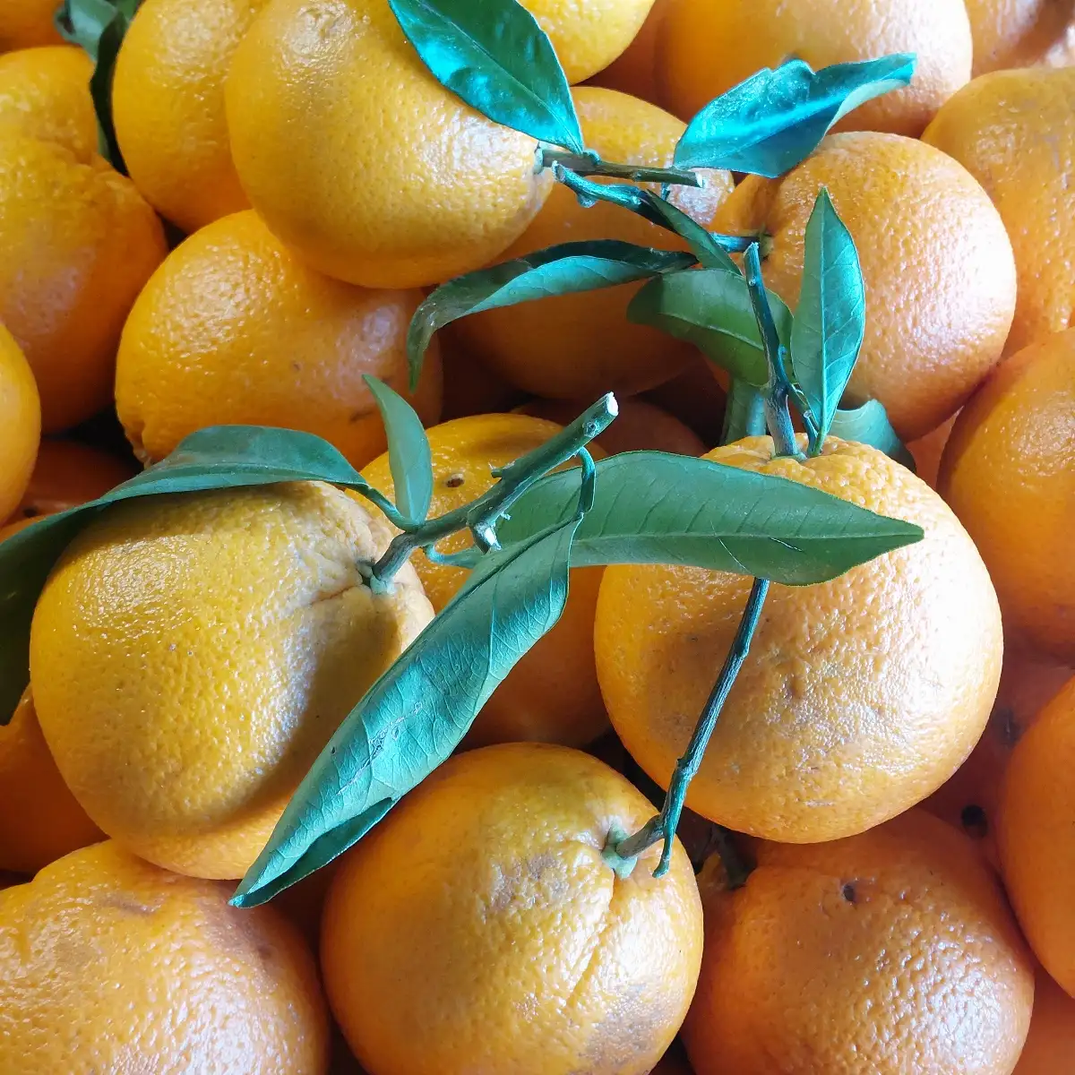 Oranges à feuille