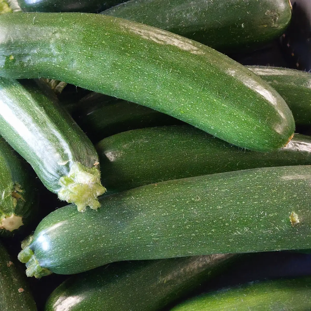 Courgettes