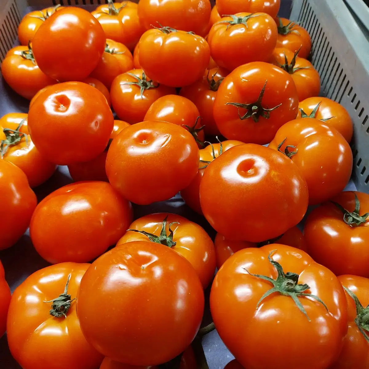 Tomate ronde
