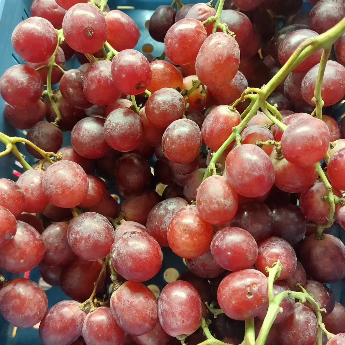 Raisin Red Globe