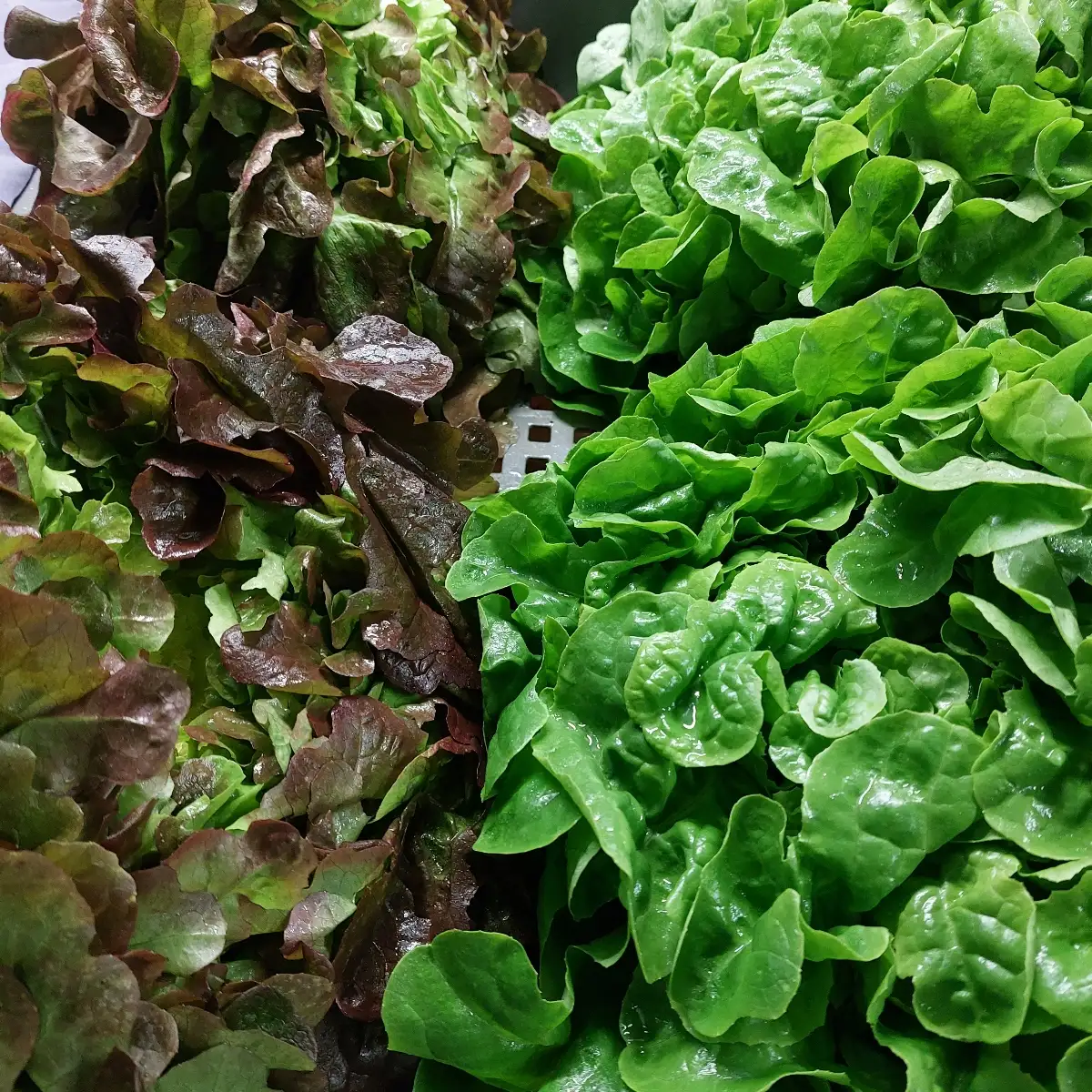 Salade