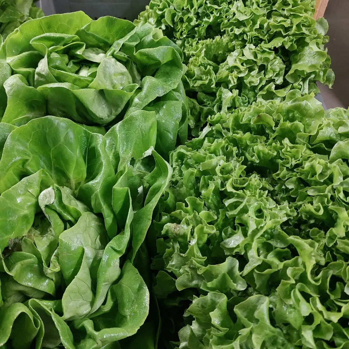 Salade