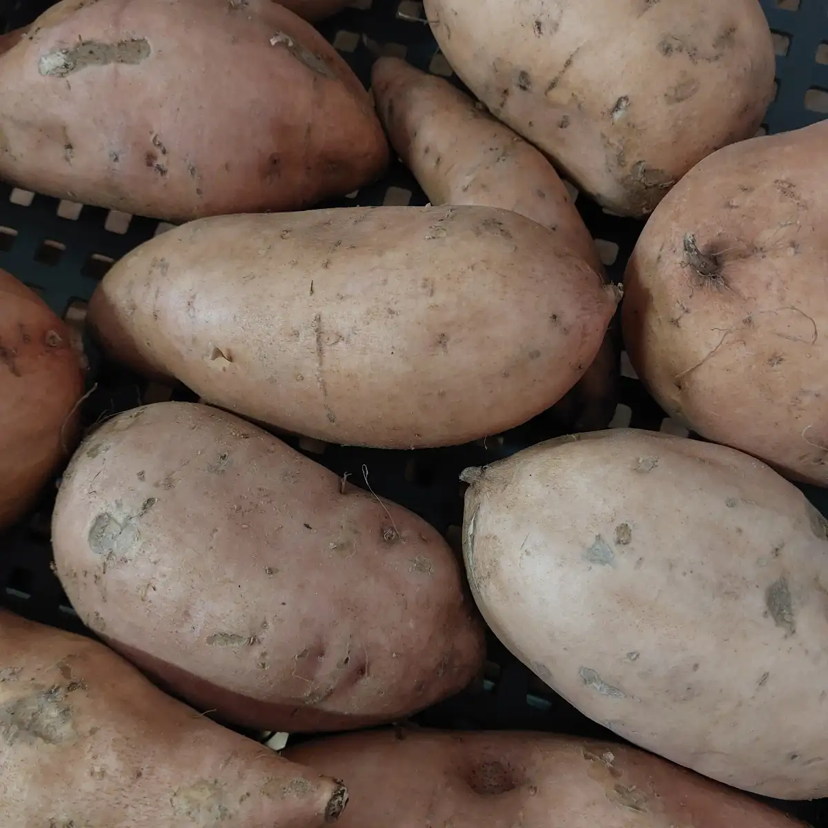 Patate douce