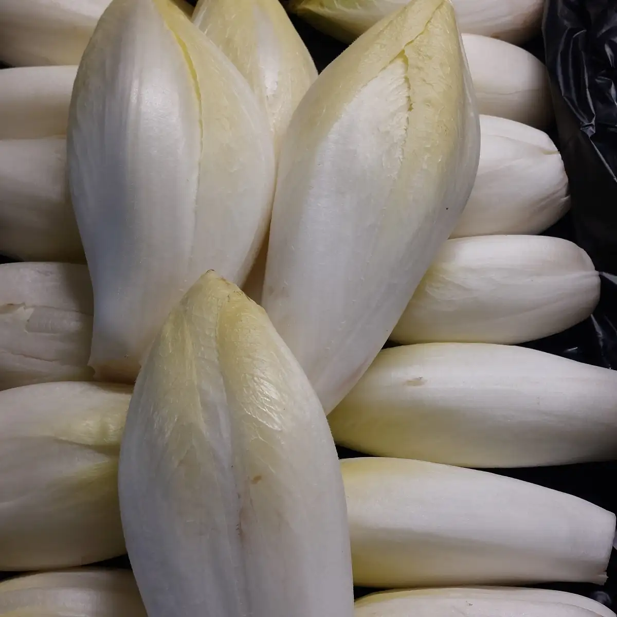Endives du Nord