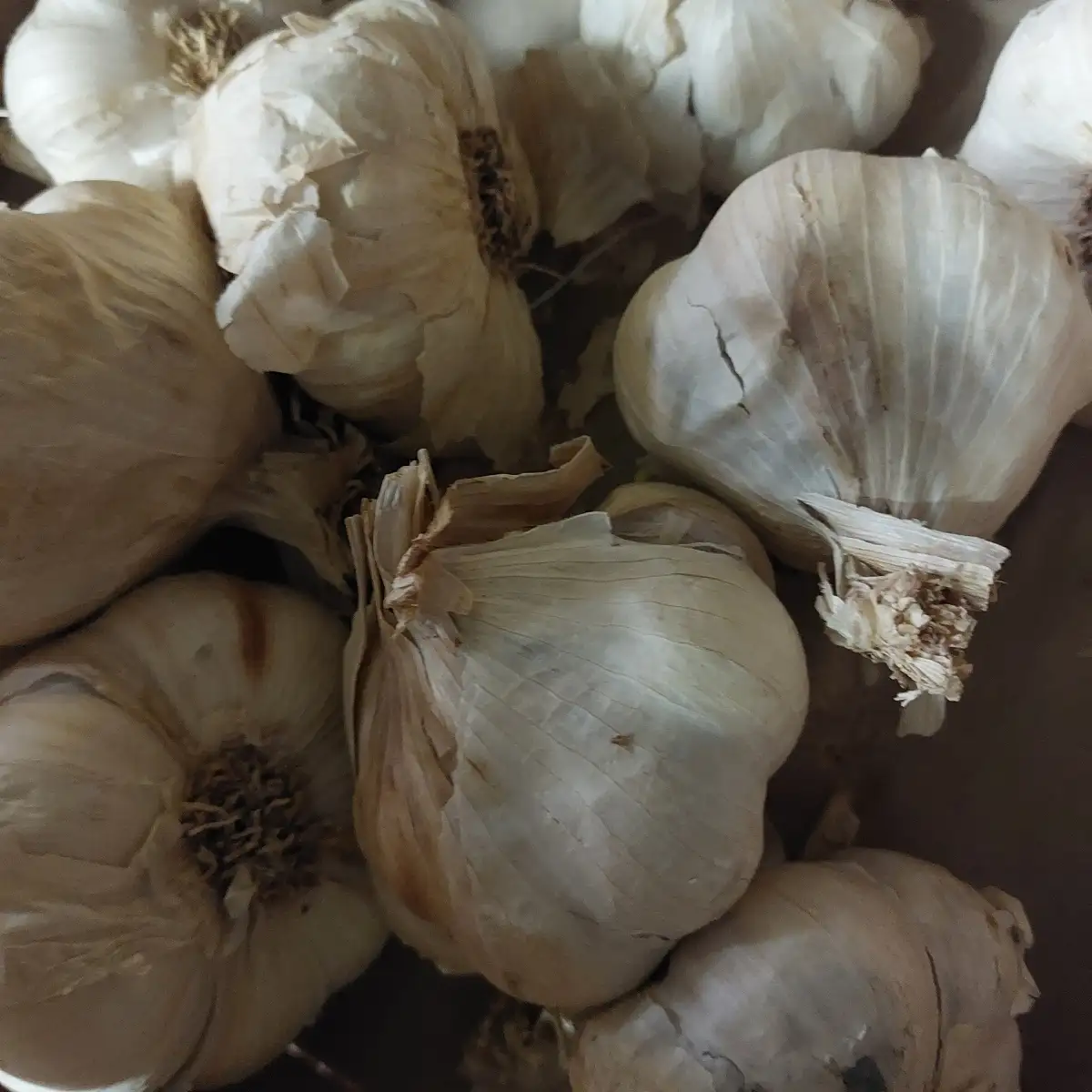 Ail blanc