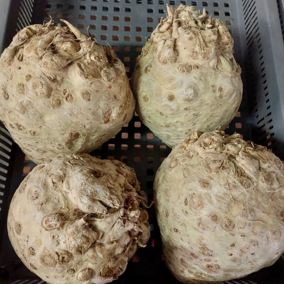 Boule de céleri