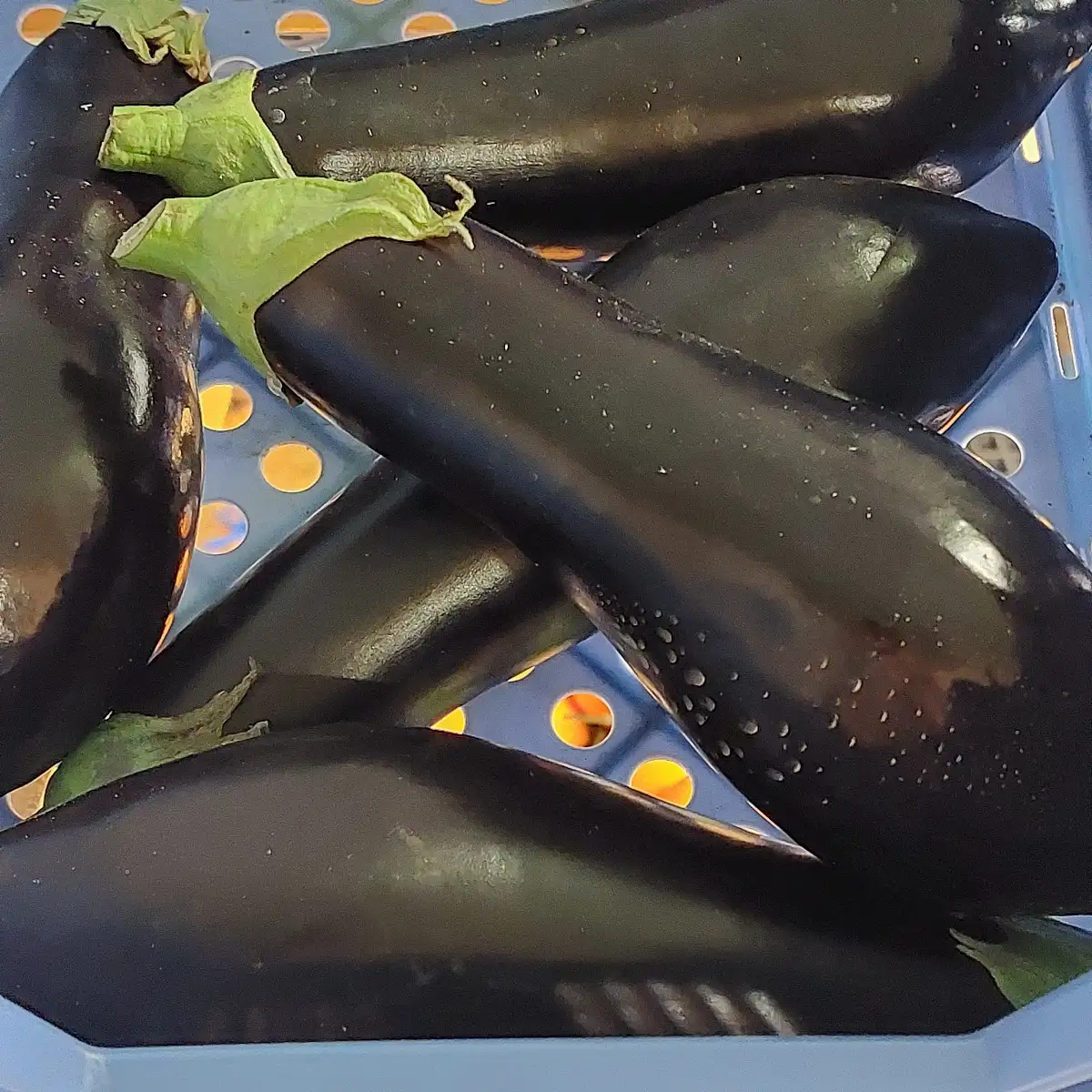 Aubergine