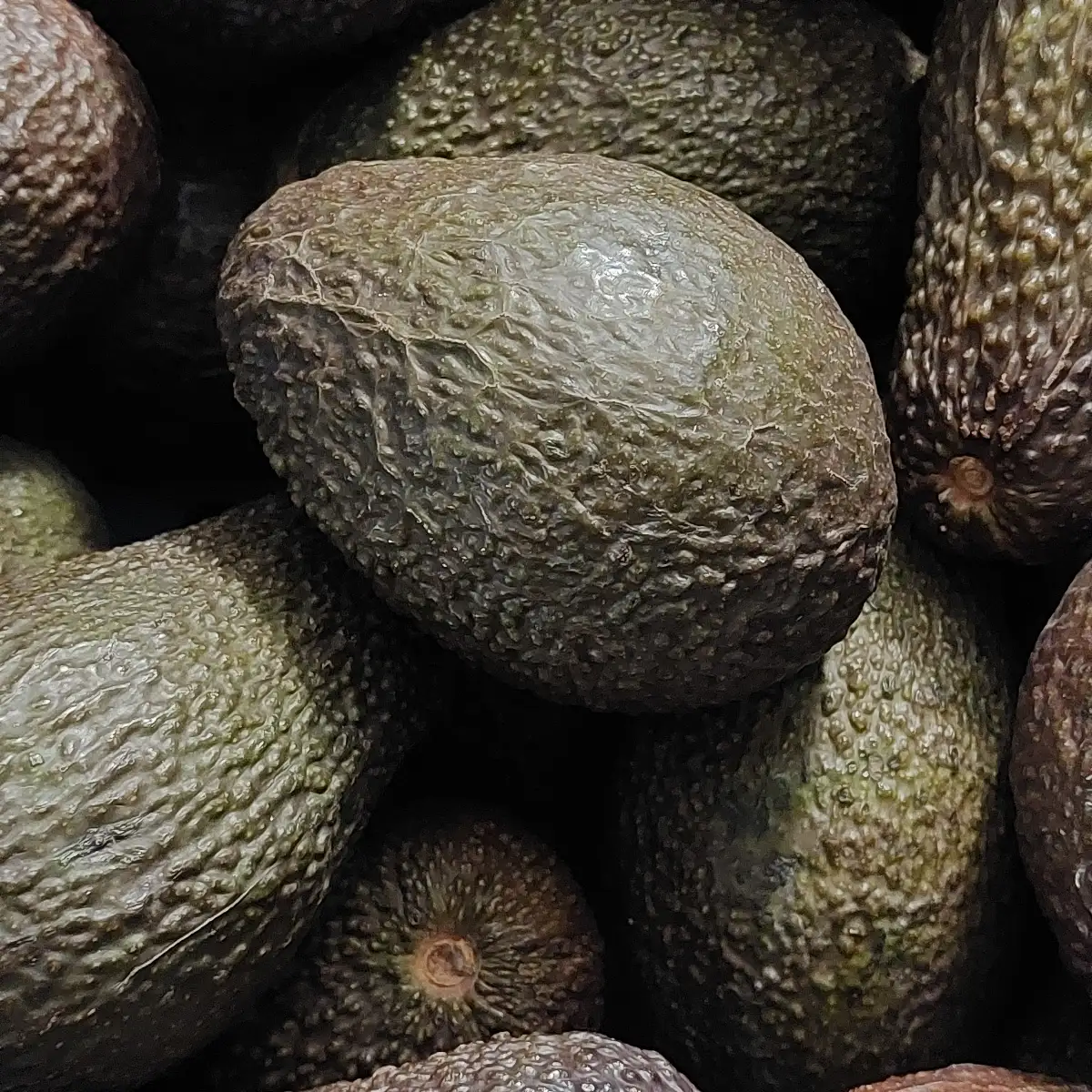 Avocat