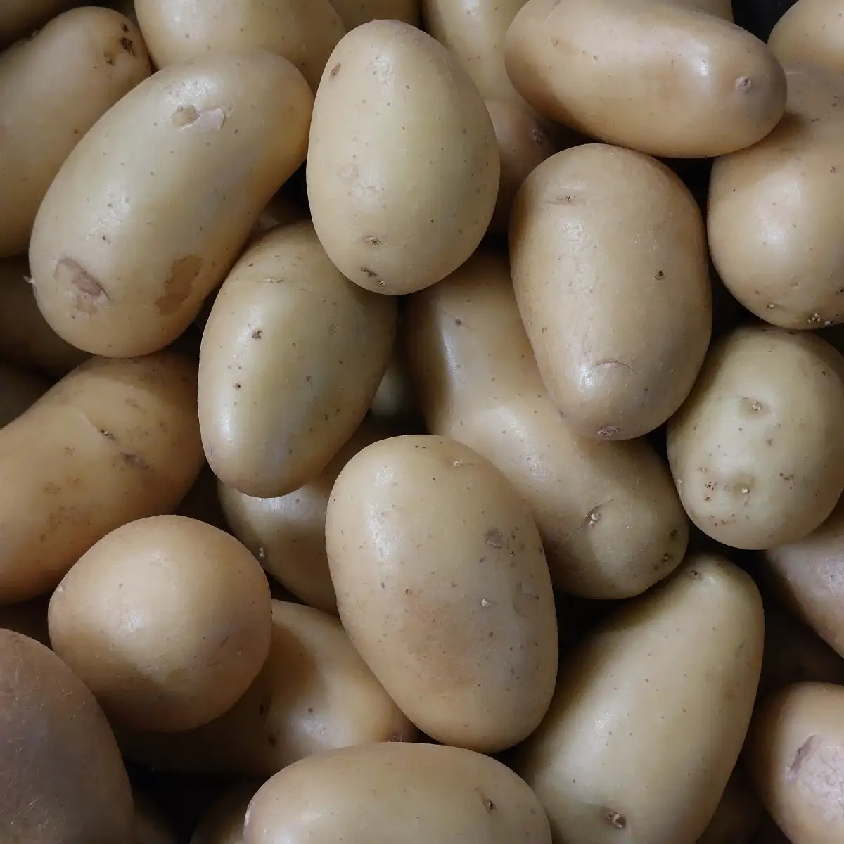 Pomme de terre grenaille