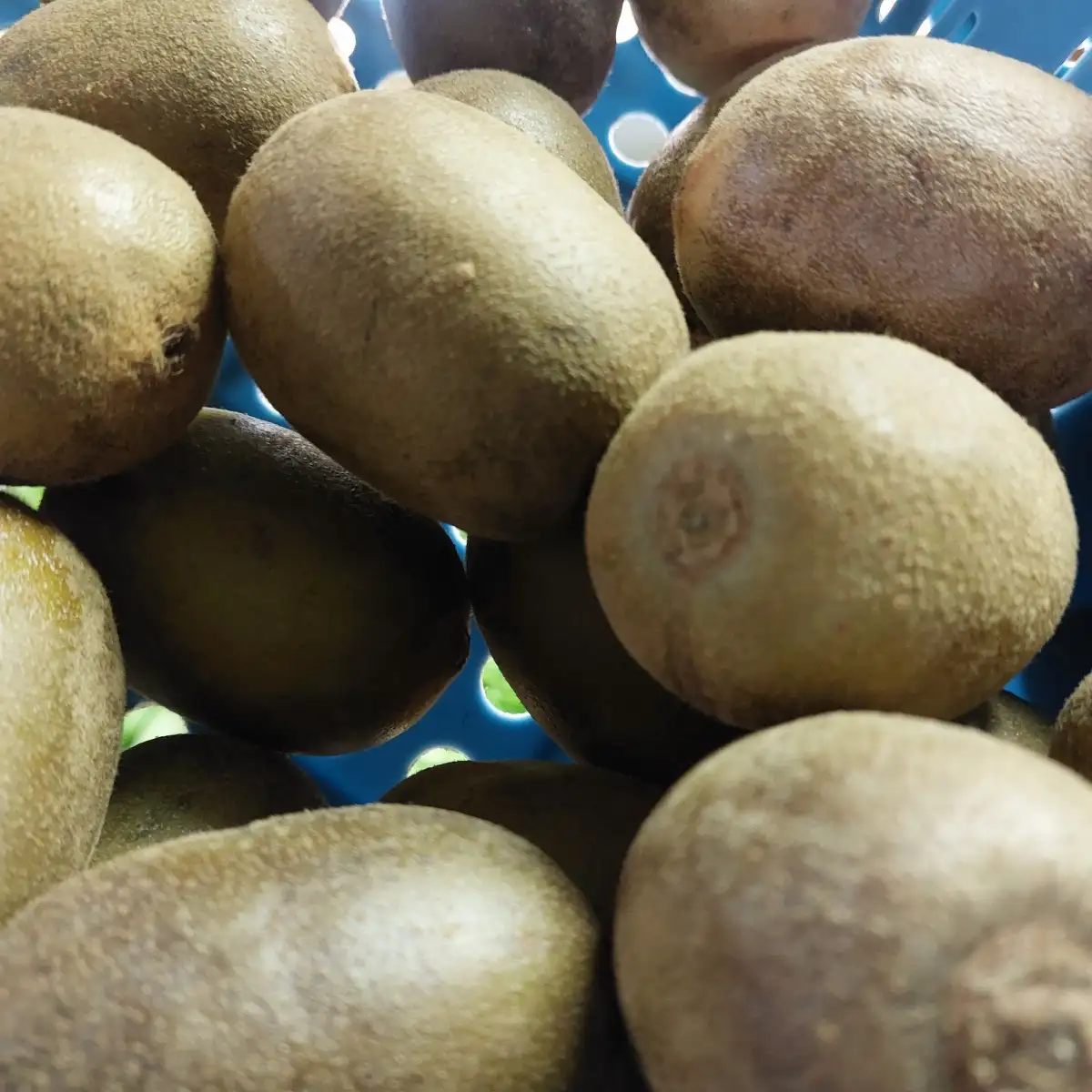 Kiwi jaune