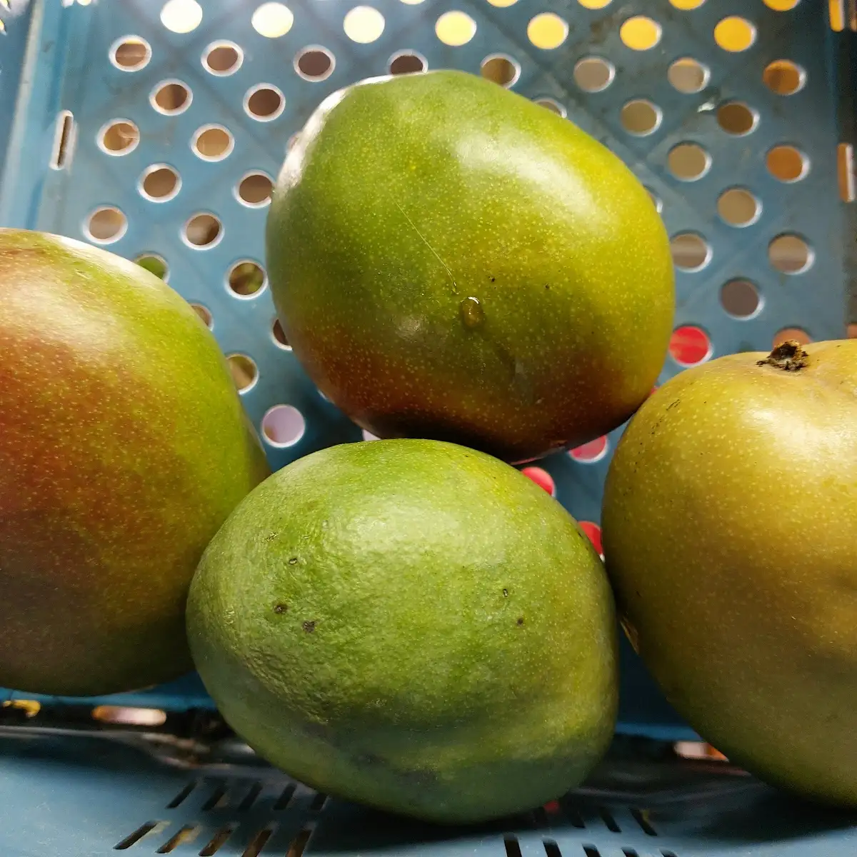 Mangue