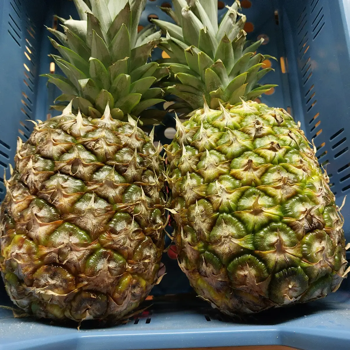 Ananas