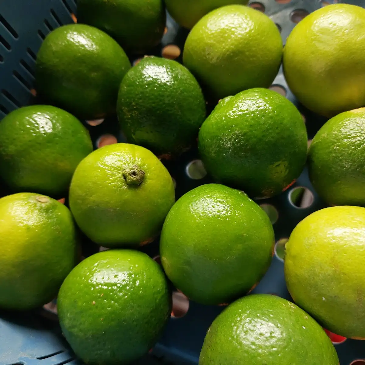 Citron vert