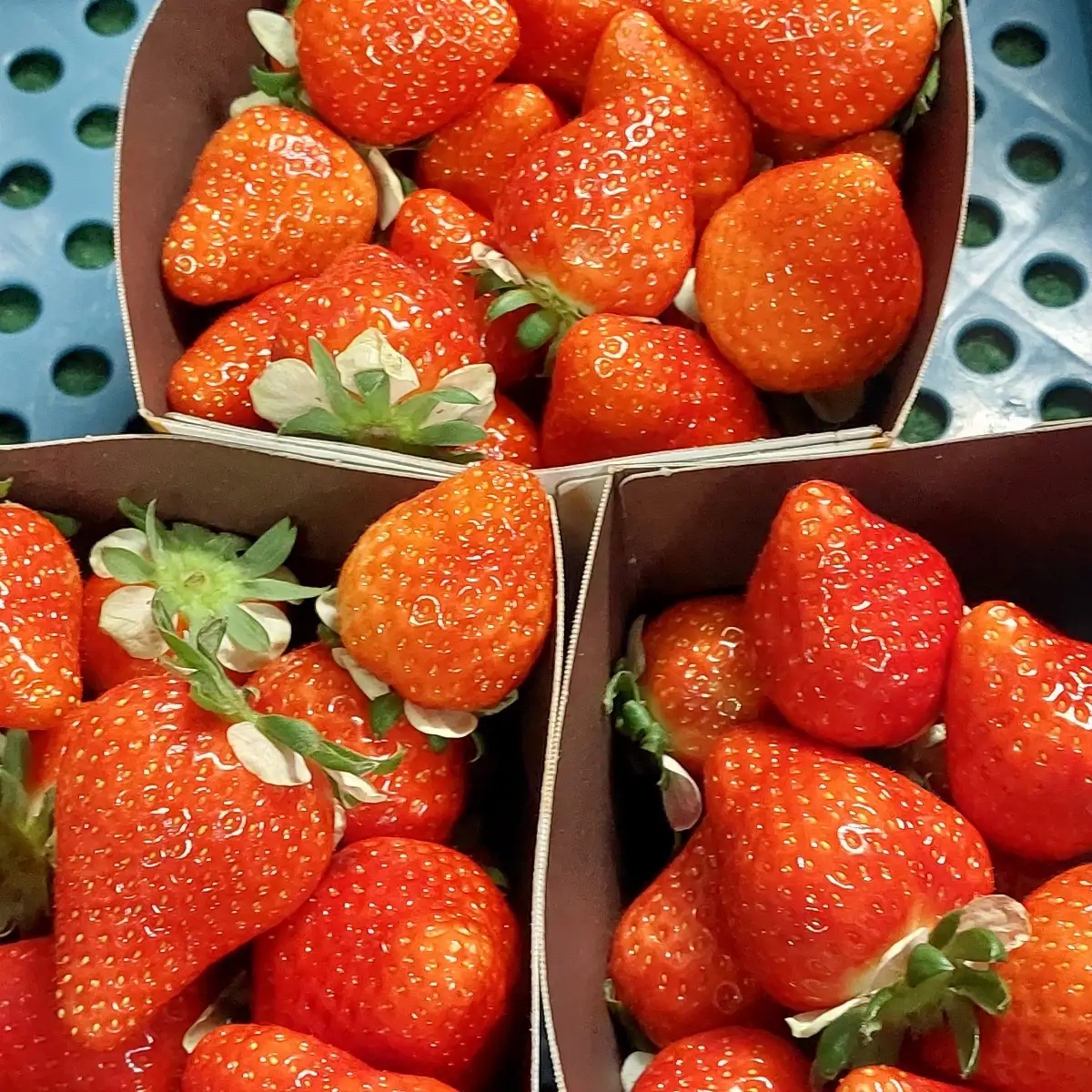 Fraise Belge