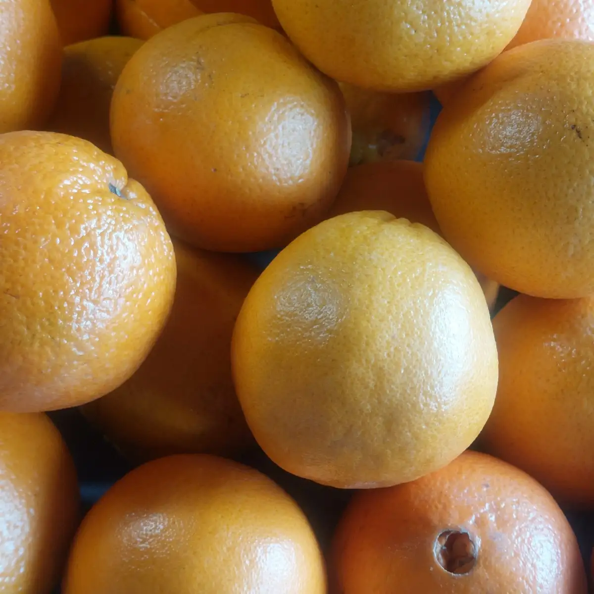 Oranges à feuille