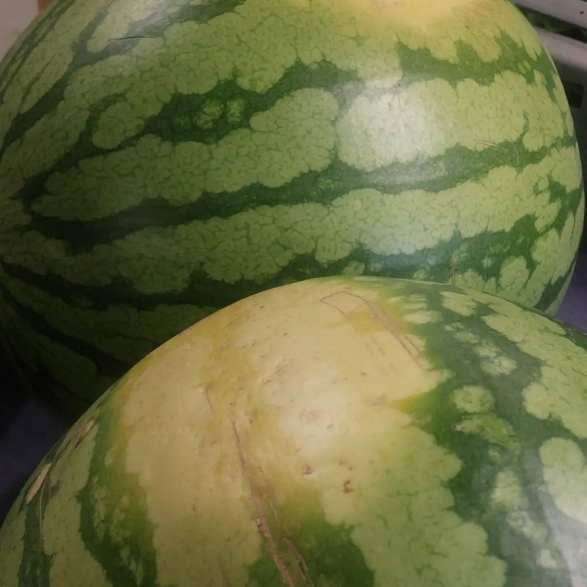 Pastèque sans pépin