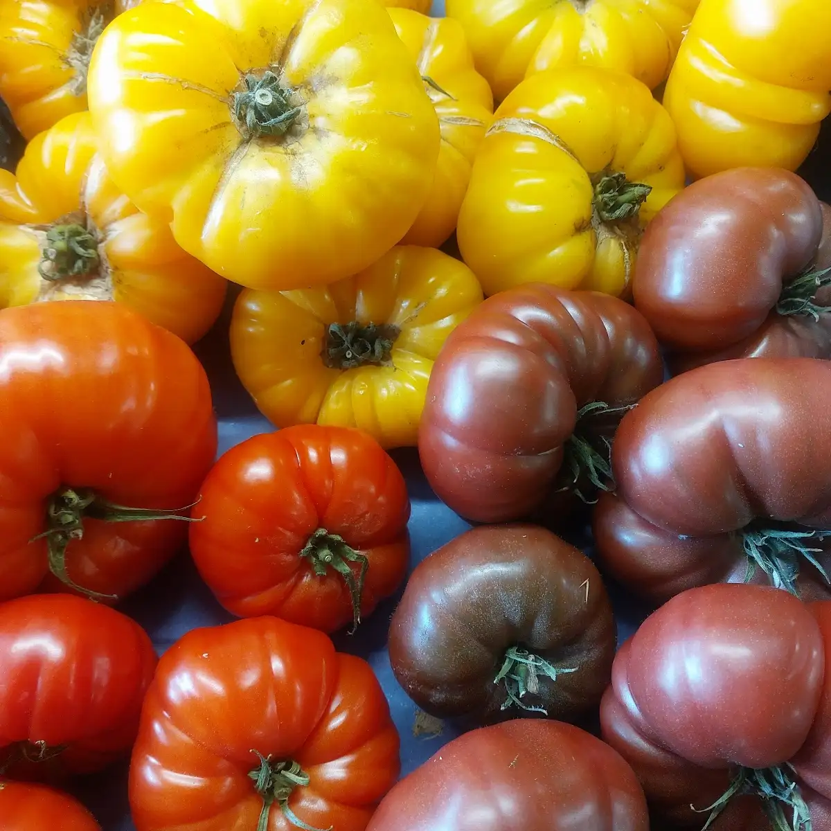 Tomate côtelé