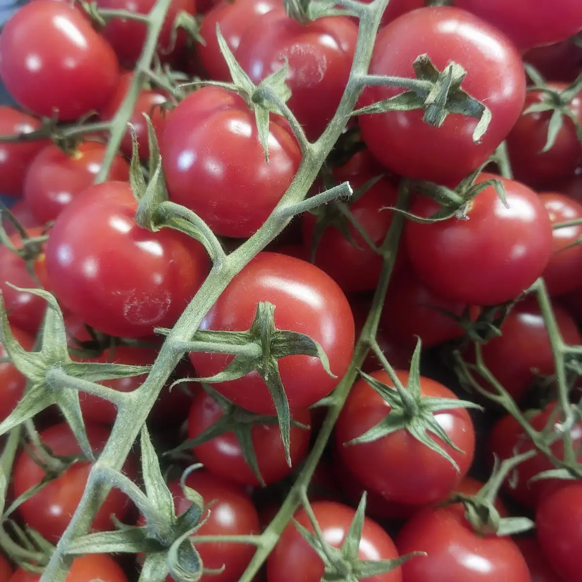 Tomate cerise grappe